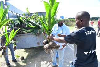 Chief Executive Officer of the Coconut Industry Board, Shaun Cameron (right), presents coconut farmer, Junior Foster, with a seedling during a presentation ceremony held on Friday (January 10) at the Amity Hall Agro Park in St. Catherine. The Agro-Investment Corporation, in partnership with the Coconut Industry Board, presented the Amity Hall Agro Park coconut farmers group with critical inputs under the Hurricane Beryl Relief Programme.