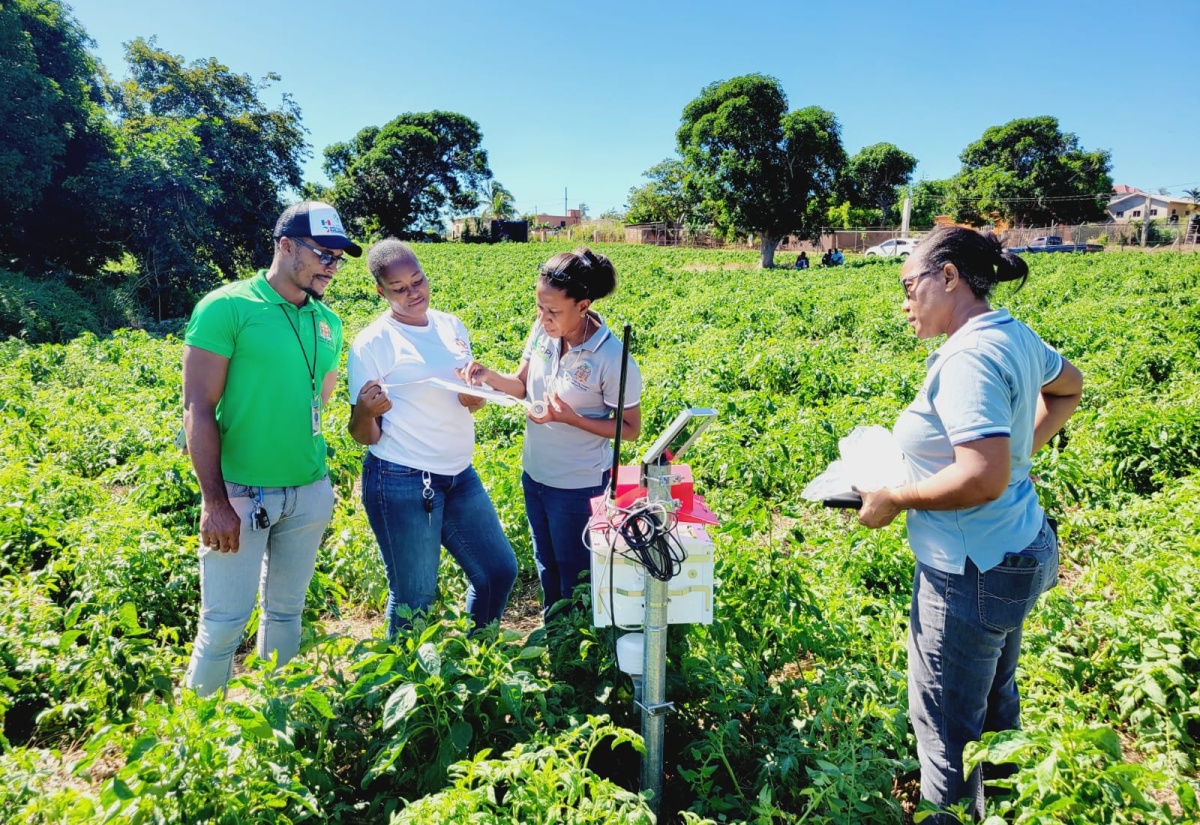 Members of a team from the Plant Quarantine Produce Inspection Unit of the Ministry of Agriculture, Fisheries and Mining, set up a Tomato Leafminer smart trap in the field.

