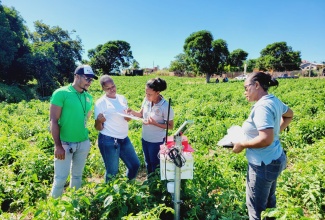 Members of a team from the Plant Quarantine Produce Inspection Unit of the Ministry of Agriculture, Fisheries and Mining, set up a Tomato Leafminer smart trap in the field.

