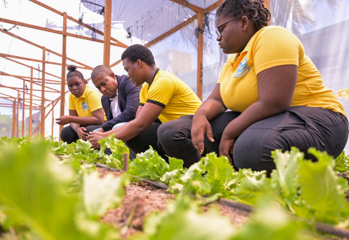 Minister of Agriculture, Fisheries and Mining, Hon. Floyd Green (second left), is attentive as Papine High School student Raheim Marshall (second right) explains the technique of growing lettuce in a greenhouse. Looking on are fellow students Venicia Raymor (left) and Ashalee Robinson. The Minister toured the greenhouse facility following the signing of a Memorandum of Understanding (MOU) between the Jamaica Bauxite Institute (JBI) and the Papine High School for the utilisation of the greenhouse located at the JBI’s St. Andrew headquarters, on June 14, 2024.

