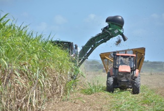 Sugar cane harvesting activities.

