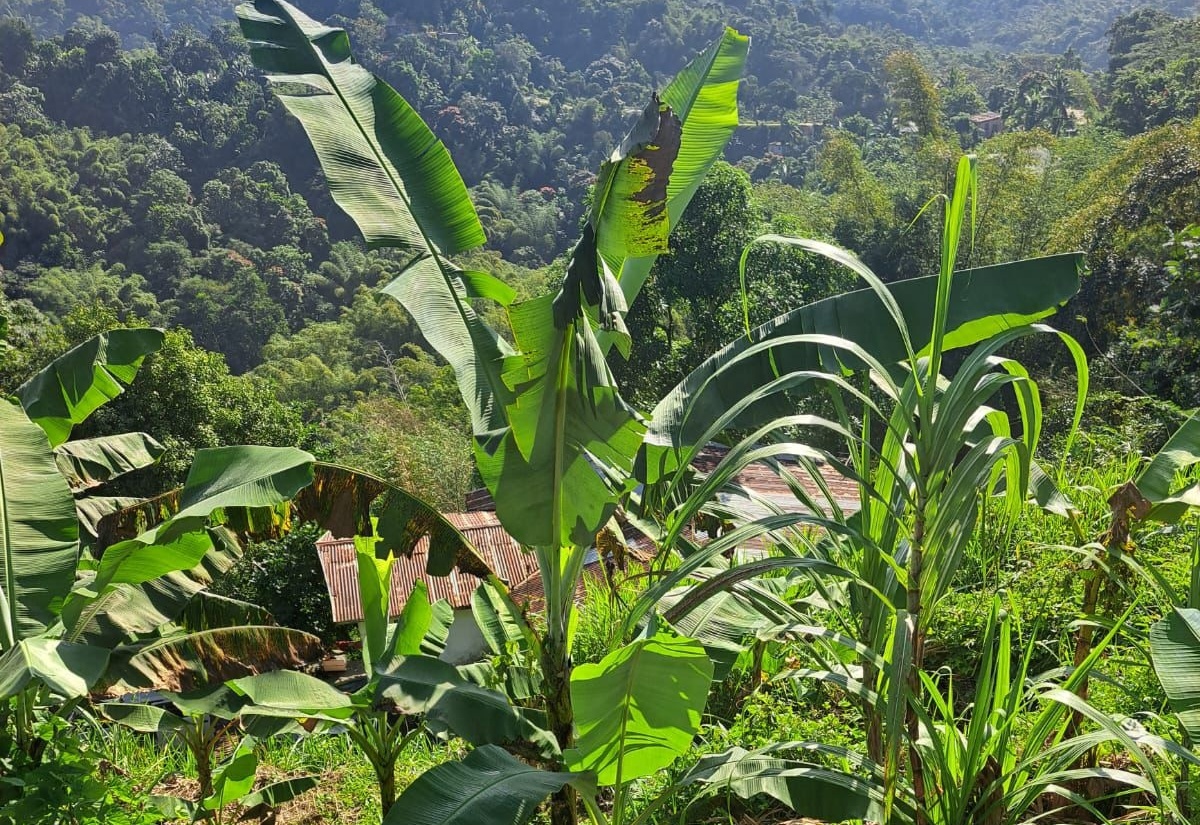 Jamaicans Involved in Backyard Gardening