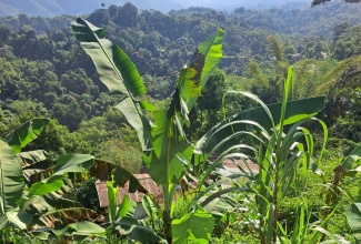 Banana trees cultivated in Donald Lewis’ backyard garden.