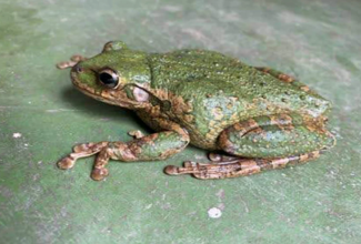 Photo of Cuban Tree Frog

