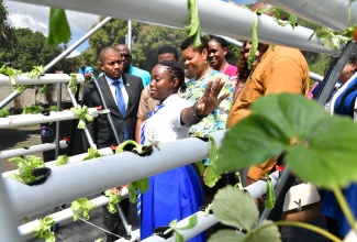 Minister of Agriculture, Fisheries and Mining, Hon. Floyd Green (left), listens as Papine High School student, Sue-Ann Barrett (foreground), highlights the features of the hydroponics system in the school’s greenhouse, which was officially opened at the institution in Papine, St. Andrew on Wednesday (February 5). The greenhouse was built from a grant of US$25,000 from the Caribbean Catastrophe Risk Insurance Facility (CCRIF). At third right is Vice Chairperson of the CCRIF, Saundra Bailey.

