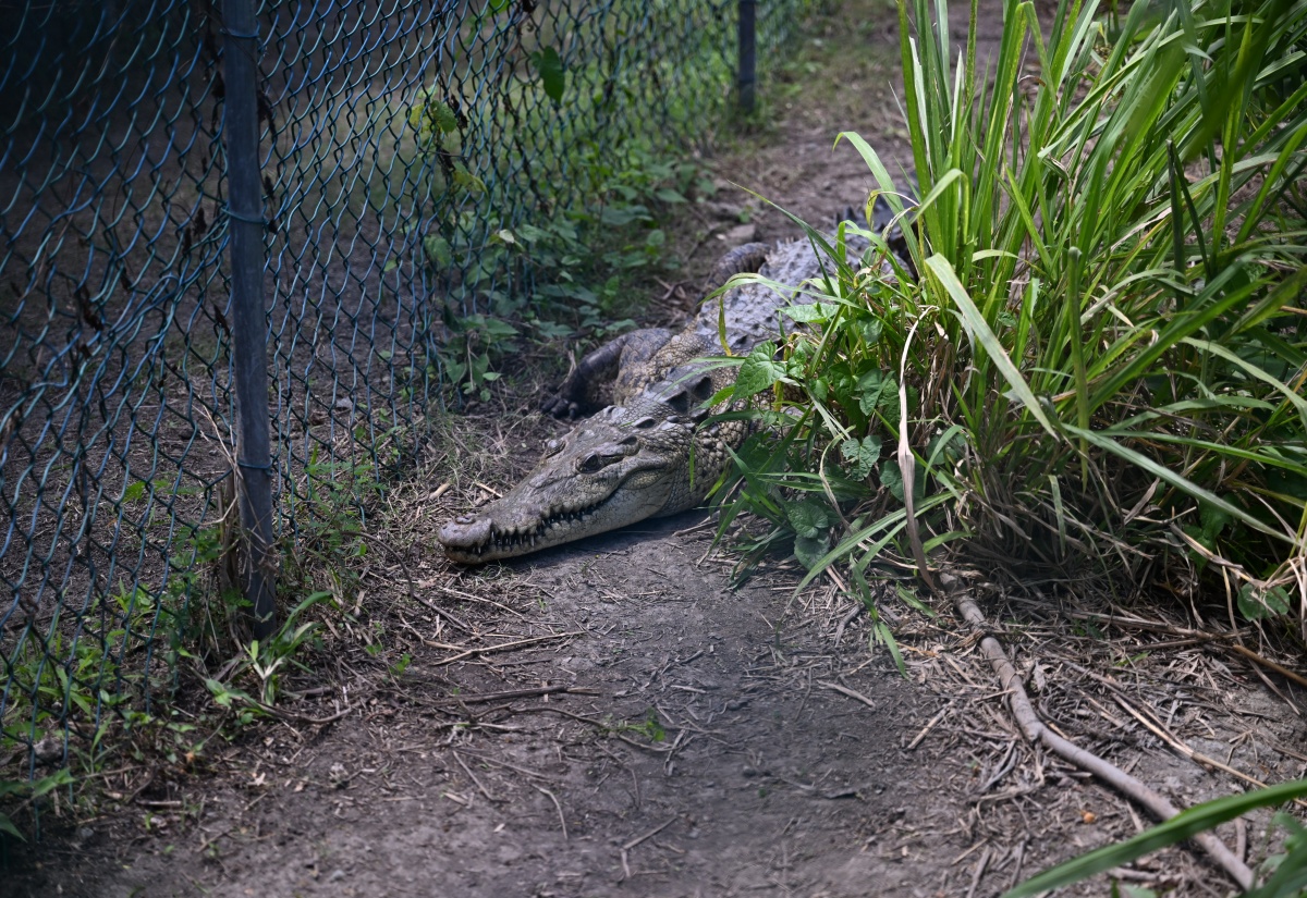 Beachgoers Urged to Be Vigilant During Crocodile Nesting Season