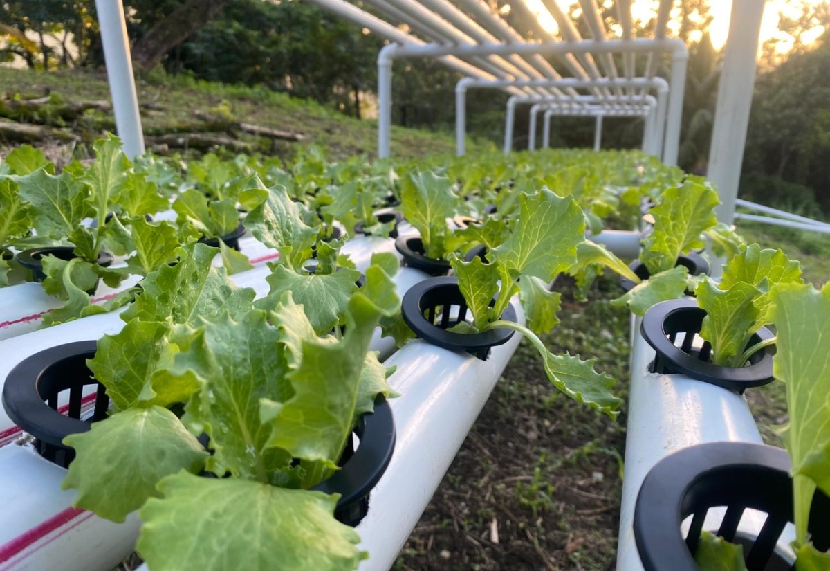 Hydroponics – A Viable Alternative to Traditional Farming
