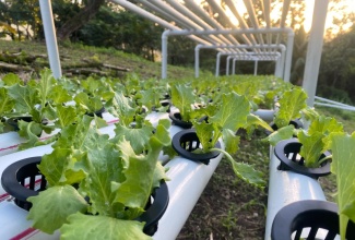 Lettuce growing in a Flat Bed Hydroponic System installed by Fresca Farm.


