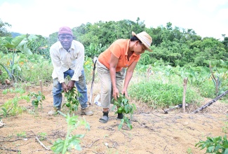 Husband and wife Alandor Barrett and Doris Clarke-Barrett inspect their sweet pepper crop on their farm in Giddy Hall, St. Elizabeth.