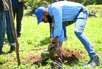 Mayor of Black River and Chairman of the St. Elizabeth Municipal Corporation, Councillor Richard Solomon, plants a flower as part of activities for the St. Elizabeth Labour Day Parish Project in Maggotty on May 23.

