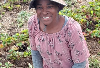 Nicola Herron clears weeds from the field during her stint at an organic vegetable farm in Ontario, Canada, under the overseas farmwork programme.

