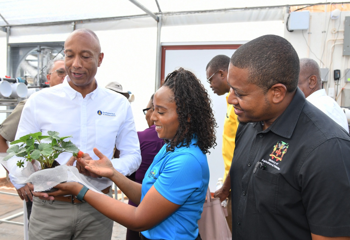 Strawberry Farmers Access Financing from DBJ
