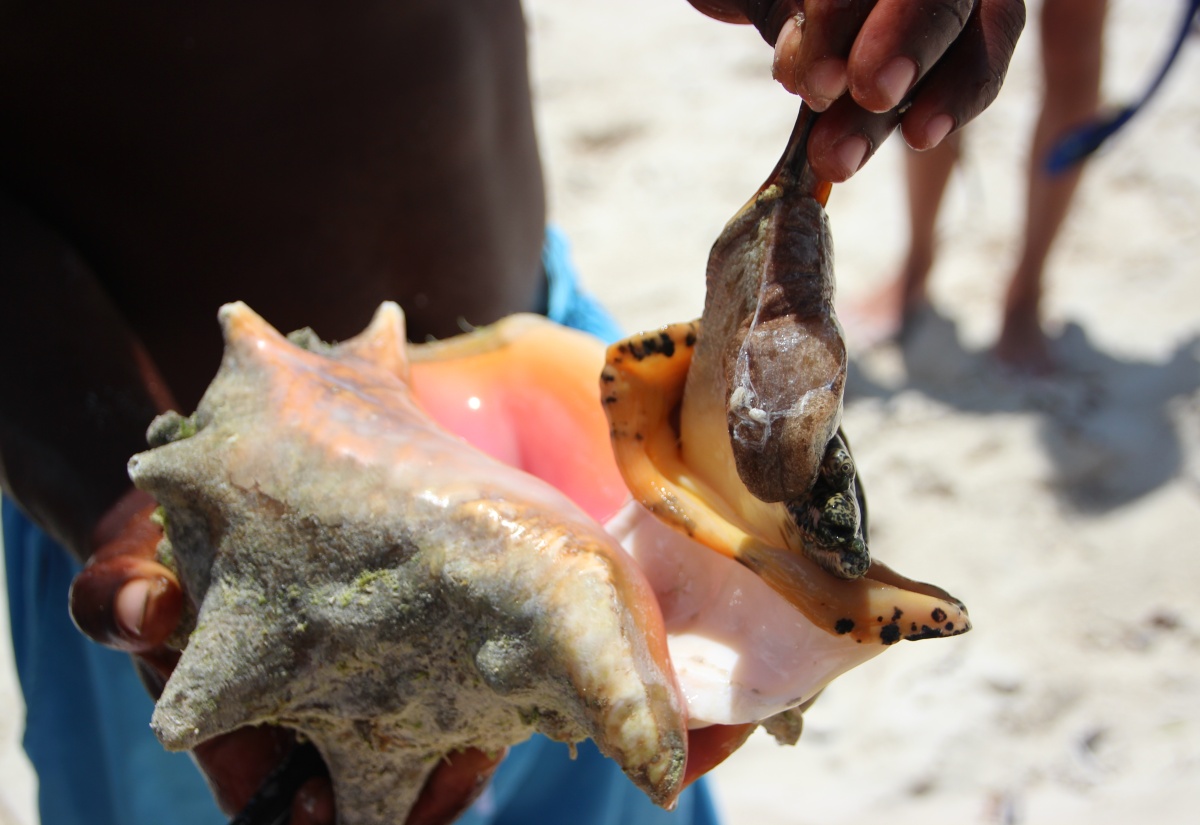 Fishing and Hunting Seasons – Lobster, Queen Conch and Game Bird