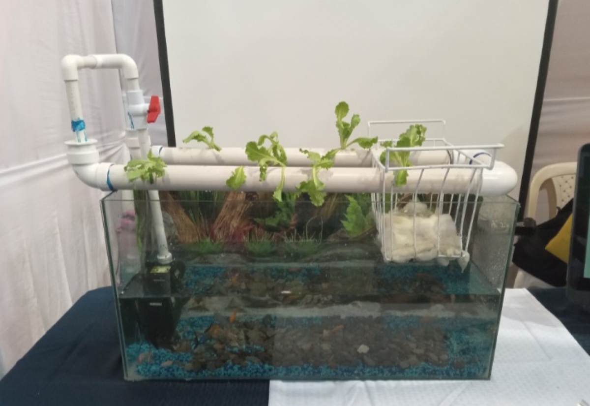 Tanoya Garvey Wins 4-H Innovator Award For Aquaponic System