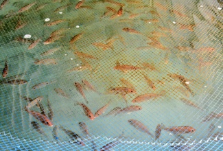 Red Snapper fingerlings which are ready to be transferred to the bigger sea cages, swim around in smaller plastic drums at the National Fisheries Authority (NFA) Bowden Bay Mariculture Research Facility in St. Thomas on Monday (October 13). The fish are a part of the Red Snapper Cage Culture Fin Fish Pilot Project which is headed by the United Nations Food and Agriculture Organization (FAO) as part of a regional initiative being implemented in Jamaica, St. Lucia, and St. Kitts and Nevis at a cost of approximately $63 million.