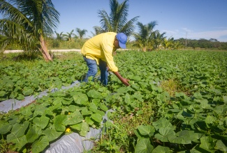 President of the Amity Hall Agro-Park Farmers’ Cooperative, Codrick Farquharson, tends to his cucumber crop on Tuesday (November 18) at his farm located at the Amity Hall Agro-Park in St. Catherine.  He has been diligent in his post-Hurricane Melissa recovery, as he expects that the cucumber crop will be ready for harvesting by mid-December.

