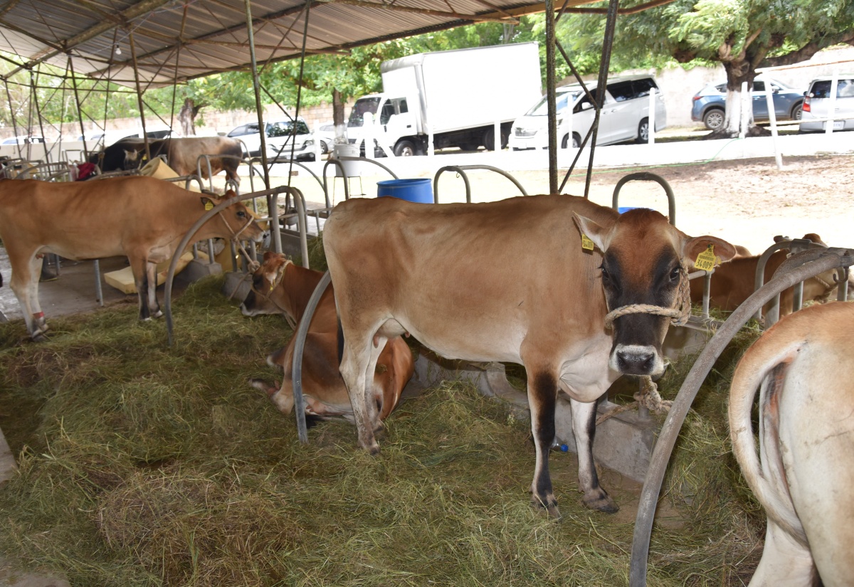 JCF’S Agricultural Protection Branch Urges Farmers to Use NAITS to Combat Praedial Larceny