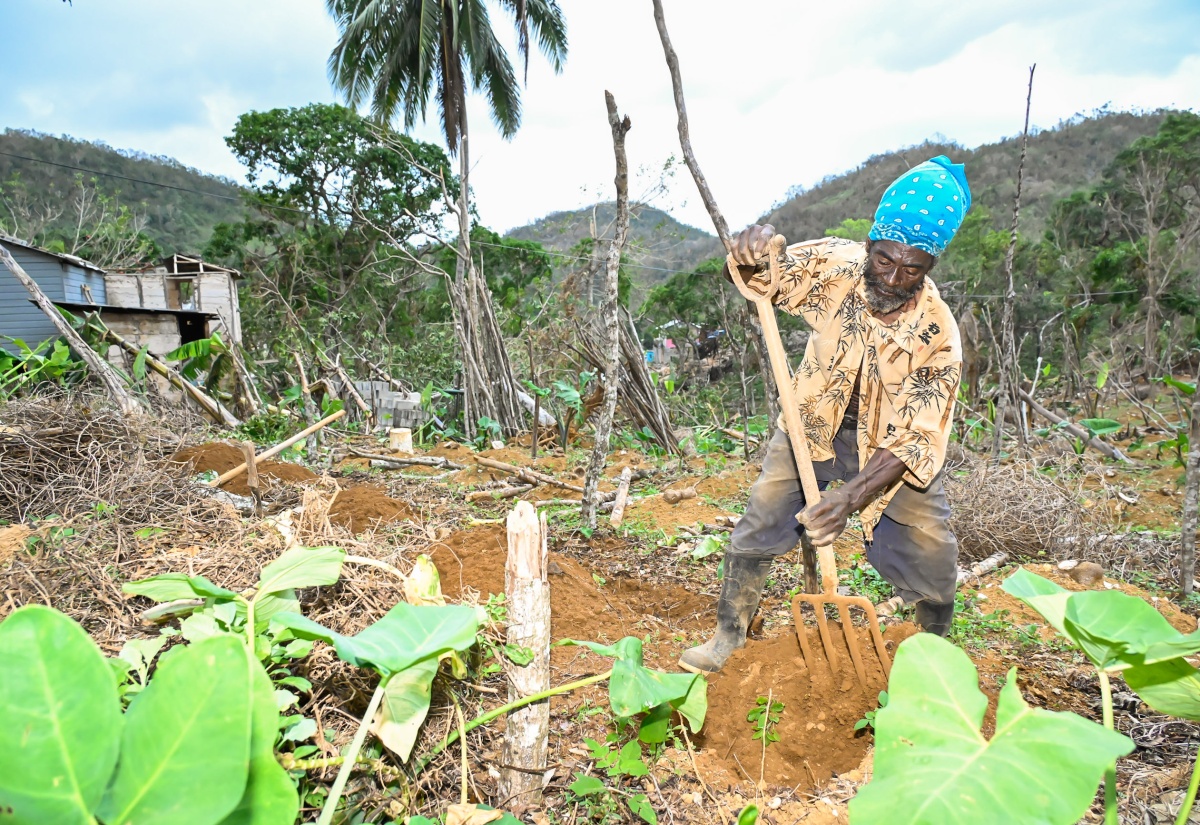 Manchester Small Farmer Focused on Replanting
