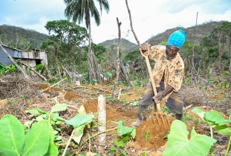 Leroy Blake, a round leaf yam and livestock farmer from Whitby district in Williamsfield, Manchester, uses his fork to dig a yam hill on Thursday (November 6). Mr. Blake is beginning to replant his two-acre field following the devastation caused by of Hurricane Melissa, where he lost most of his yam crop.

