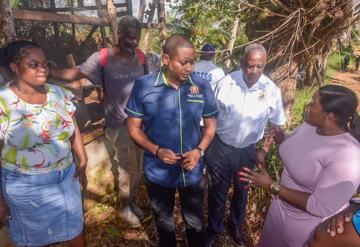 Poultry Farmer Grateful That Ministry Will Help to Rebuild Sector