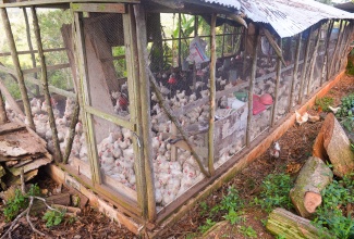 A photo of a coop with chickens belonging to poultry farmer Nadisha Simmonds-Small, who lost some of her birds during the passage of Hurricane Melissa. Minister of Agriculture, Fisheries and Mining, Hon. Floyd Green, viewed hurricane damaged farms on Thursday (November 20) during a field tour in Bonnet District, Guys Hill in St. Catherine, as part of the Ministry’s Hurricane Melissa recovery plan. 
