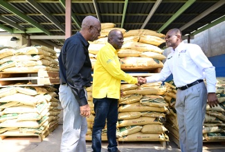 Acting Director General, Jamaica Agricultural Commodities Regulatory Authority (JACRA), Wayne Hunter (right), shakes hands with President of the Jamaica Coffee Exporters Association, Dr. Norman Grant, during a ceremony held at JACRA’s headquarters in Kingston on Wednesday (December 17) to donate over 2,000 bags of fertiliser, valued at approximately $10 million, to key stakeholders in the coffee sector. Looking on is President of the Jamaica Coffee Growers Association, Donald Salmon. The initiative is in keeping with JACRA’s commitment to supporting productivity and sustainability within Jamaica’s coffee industry following the passage of Hurricane Melissa. 