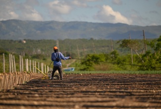 A young farmer adjusts a drip line ahead of planting scallion at the Parnassus Agro-Park in Clarendon,  on Tuesday (December 9). The agro-park’s irrigation infrastructure sustained minimal damage during the passage of Hurricane Melissa.


