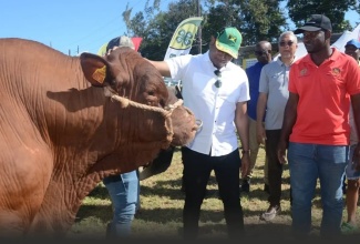 Minister of Agriculture, Fisheries and Mining, Hon. Floyd Green, admires a champion bull during the staging of the 2024 Denbigh Agricultural, Industrial and Food Show.  