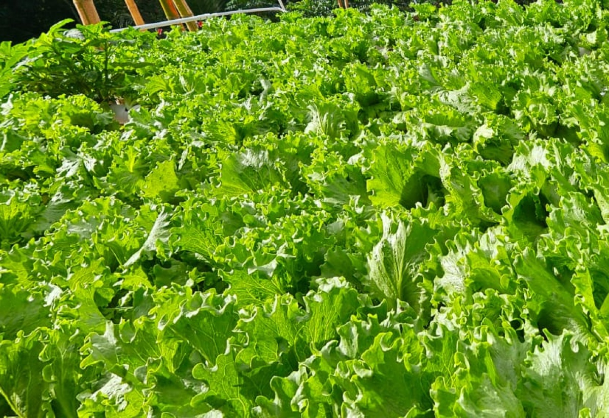 Young Entrepreneur Turns Hydroponics Farming Into A Thriving Business