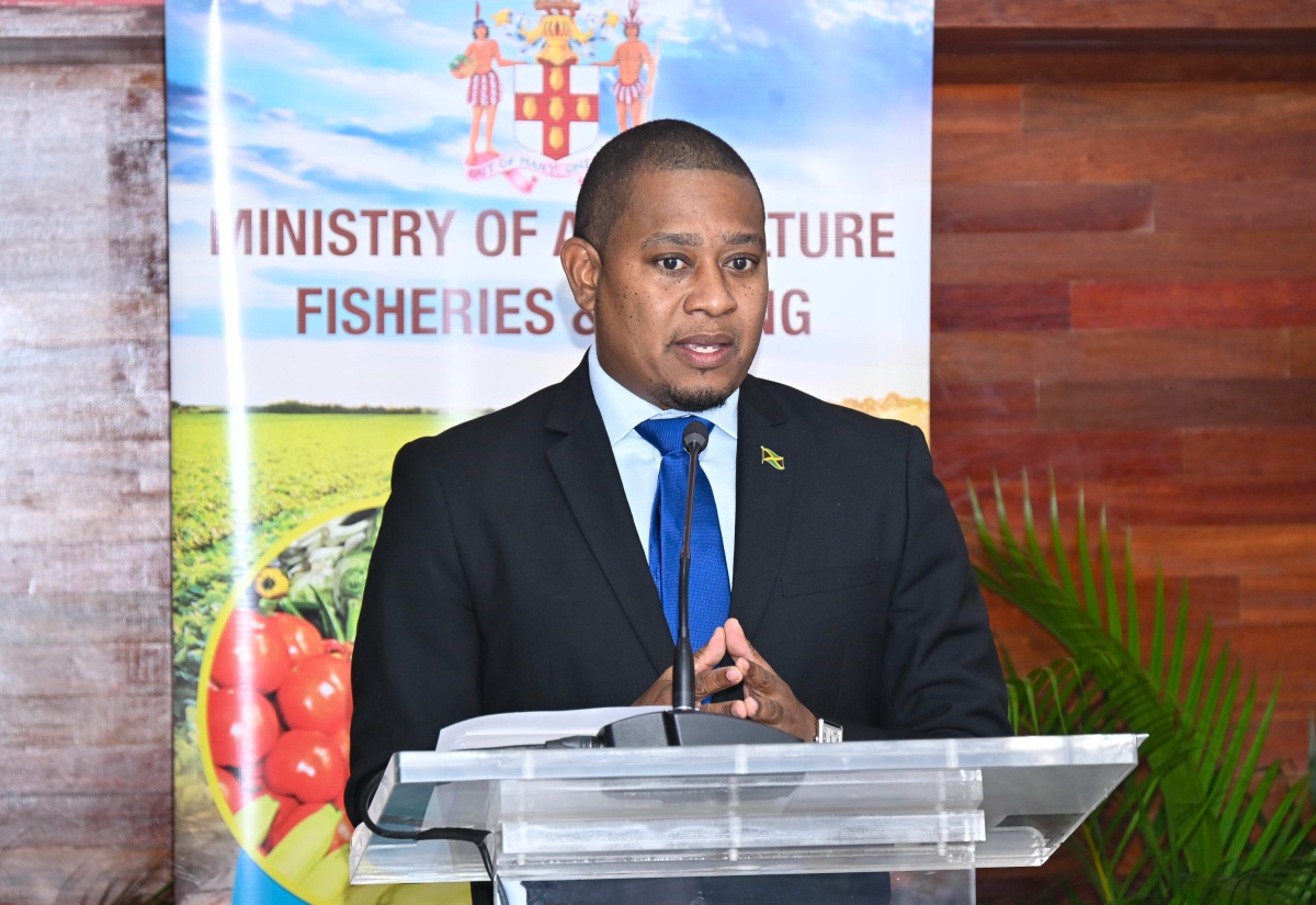 Minister of Agriculture, Fisheries and Mining, Hon. Floyd Green, provides an update on the agriculture sector’s output since the passage of Hurricane Melissa during a recent press briefing held at the Ministry’s head office at Hope Gardens in St. Andrew.

