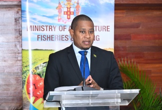 Minister of Agriculture, Fisheries and Mining, Hon. Floyd Green, provides an update on the agriculture sector’s output since the passage of Hurricane Melissa during a recent press briefing held at the Ministry’s head office at Hope Gardens in St. Andrew.

