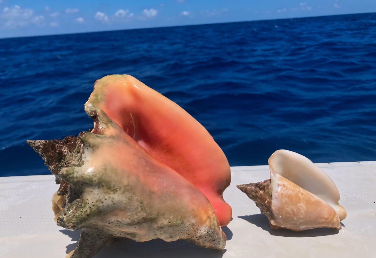 A Queen Conch found in Jamaican waters.