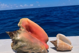 A Queen Conch found in Jamaican waters.
