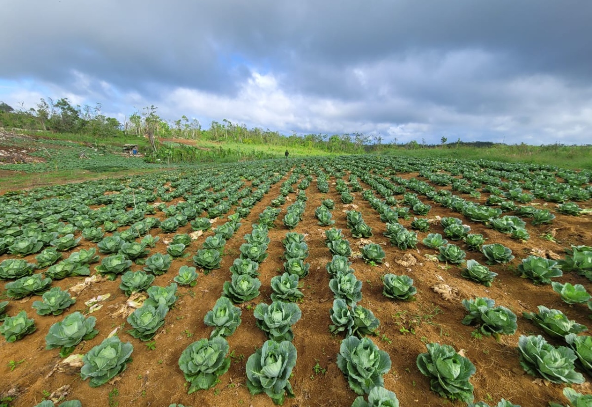 St. Ann Mother Toils to Build Farming Legacy