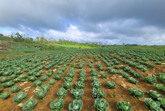 Cabbage growing on farmland operated by Kayanne Cole in Murphy Hill, St Ann


