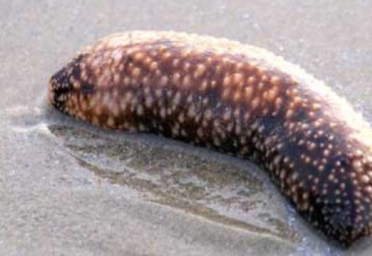 Fishers Urged to Comply with Sea Cucumber Close Season from March 1 to August 31