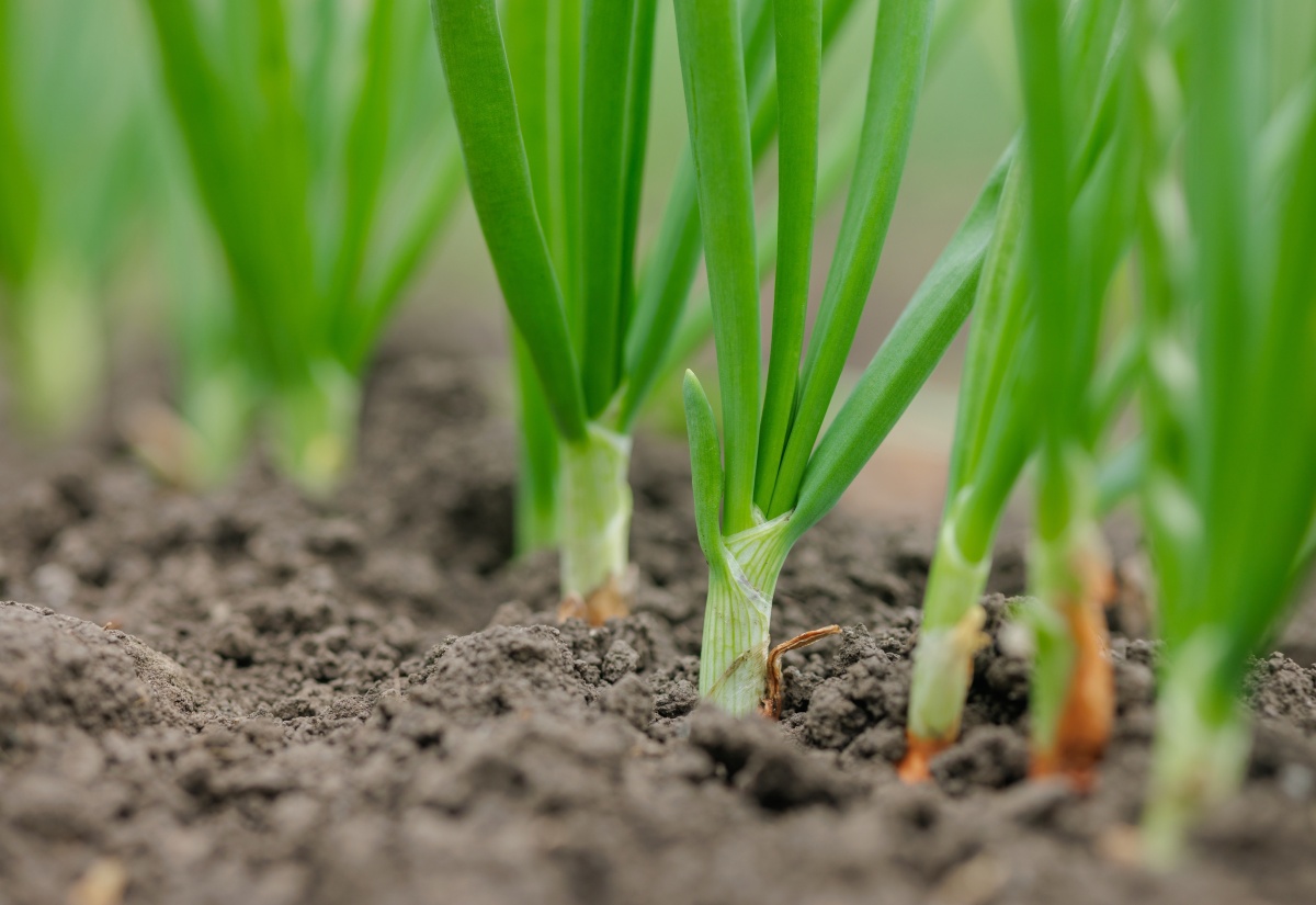 RADA Urges Heartease Onion Farmers in St. Thomas to Tackle Rising Foliar Disease