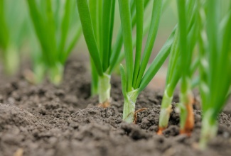 Young green onion plants growing in nutrient-rich garden soil.