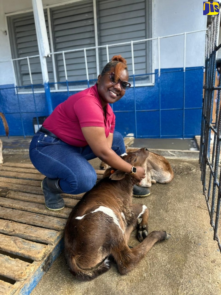 Recipient of the HEART/NSTA Trust Technical and Vocational Education and Training (TVET) Tertiary Scholarship Programme, Amoy Crawford, tends to a calf on the dairy farm at the College of Agriculture, Science and Education (CASE) in Portland, where she is pursuing a Bachelor of Science (BSc) in Animal Science.
