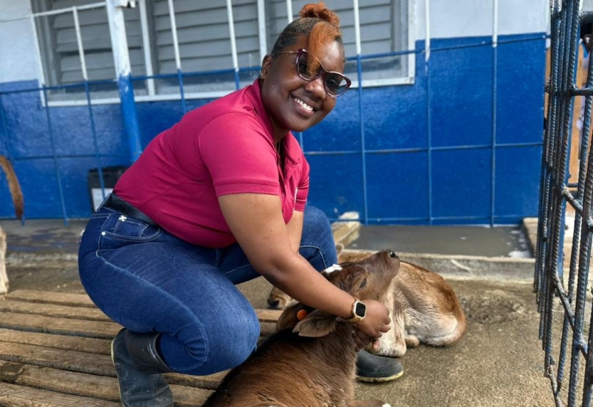Recipient of the HEART/NSTA Trust Technical and Vocational Education and Training (TVET) Tertiary Scholarship Programme, Amoy Crawford, tends to a calf on the dairy farm at the College of Agriculture, Science and Education (CASE) in Portland, where she is pursuing a Bachelor of Science (BSc) in Animal Science.