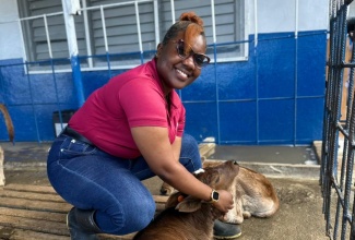 Recipient of the HEART/NSTA Trust Technical and Vocational Education and Training (TVET) Tertiary Scholarship Programme, Amoy Crawford, tends to a calf on the dairy farm at the College of Agriculture, Science and Education (CASE) in Portland, where she is pursuing a Bachelor of Science (BSc) in Animal Science.