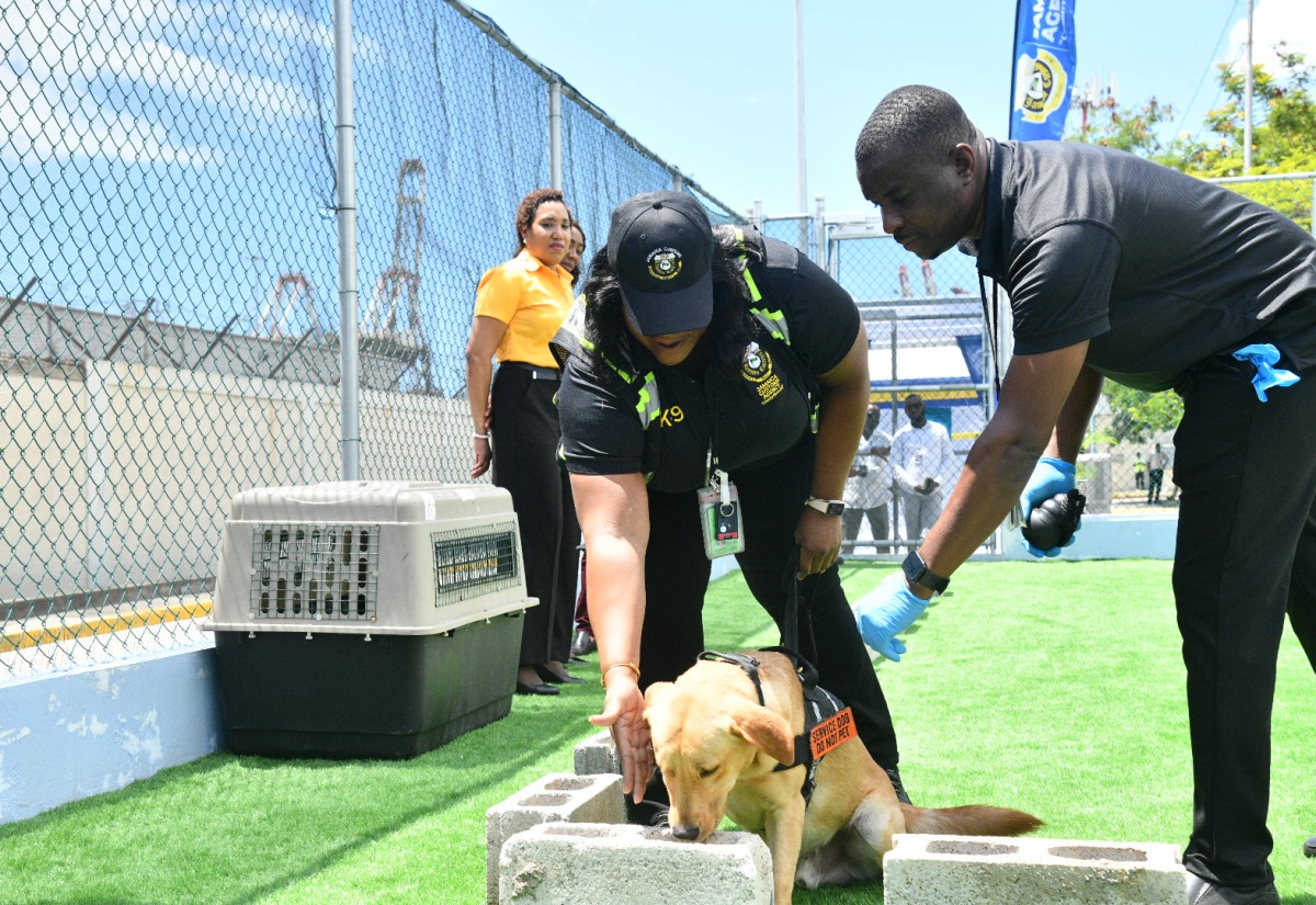Jamaica Customs Agency Launches Canine Programme