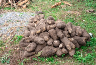 Yam is the featured item for the 2026 Jamaica Cultural Development Commission (JCDC) Culinary Arts Competition.

