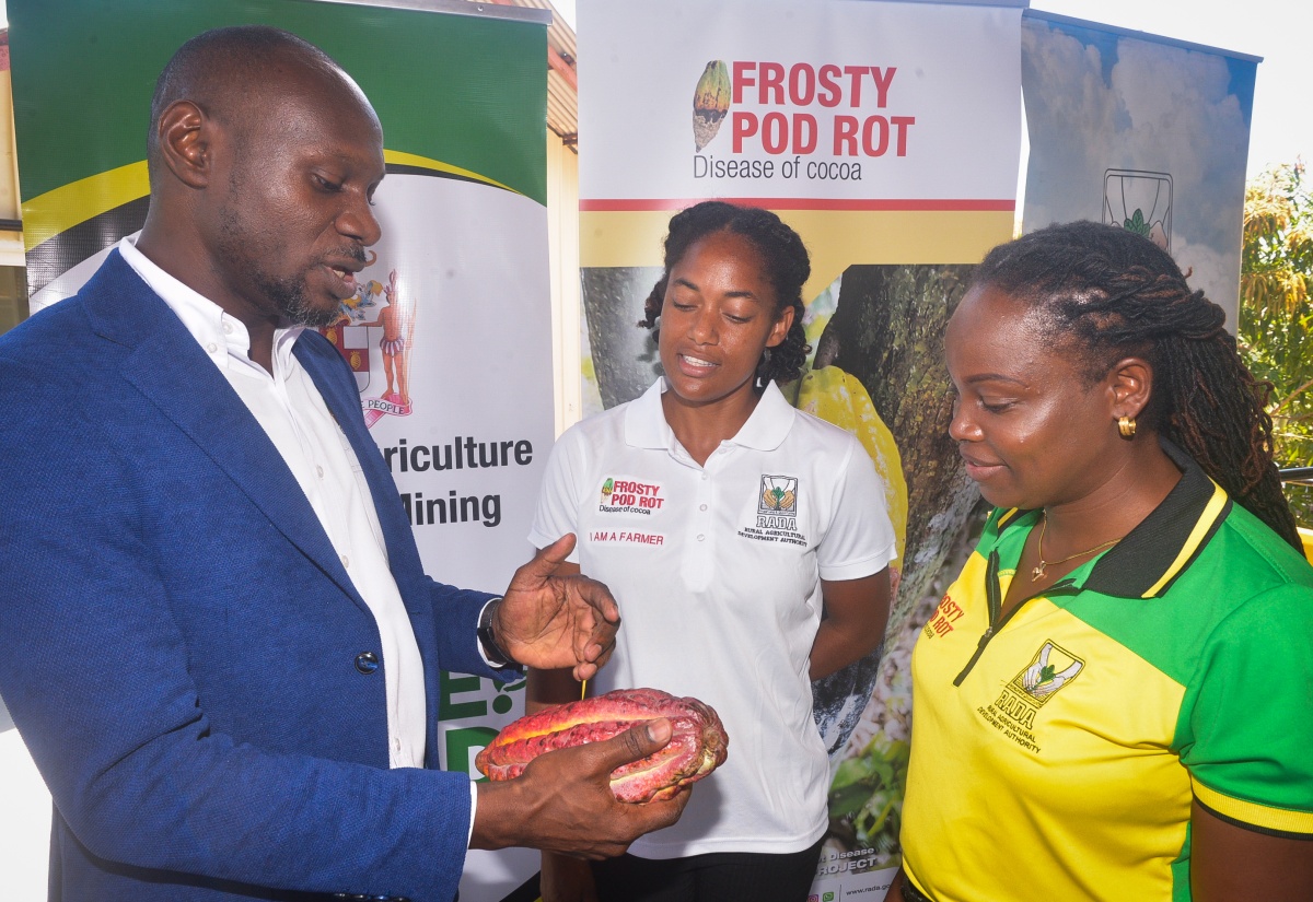 Director of Project Management and Coordination at the Rural Agricultural Development Authority (RADA), Dwayne Henry (left), in discussion with female cocoa farmer, Bennesa DeCambre-Hayden (centre), and Marketing Officer at RADA, Tassia Francis, during the recent graduation ceremony for 50 cocoa farmers who successfully completed training in Cocoa Frosty Pod Rot Disease Management, held at the Denbigh Showground in Clarendon.
