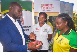 Director of Project Management and Coordination at the Rural Agricultural Development Authority (RADA), Dwayne Henry (left), in discussion with female cocoa farmer, Bennesa DeCambre-Hayden (centre), and Marketing Officer at RADA, Tassia Francis, during the recent graduation ceremony for 50 cocoa farmers who successfully completed training in Cocoa Frosty Pod Rot Disease Management, held at the Denbigh Showground in Clarendon.
