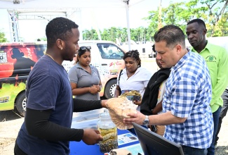 Minister of Water, Environment and Climate Change, Hon. Matthew Samuda (second right), examines a seashell being shown by Outreach Officer at the University of the West Indies (UWI) Discovery Bay Marine Laboratory in St. Ann, Jason Grant, during the North East St. Ann Health and Job Skills Fair, held at Lawrence Park in St. Ann’s Bay on May 8. Looking on is Jamaica 4-H Clubs St. Ann Parish Manager, Tedroy Gordon (right).