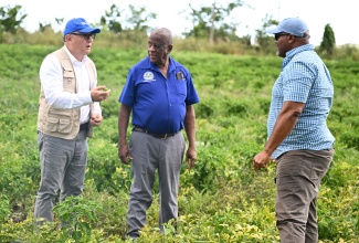 State Minister in the Ministry of Agriculture, Fisheries and Mining, Hon. Franklin Witter (centre) and Food and Agriculture Organization (FAO) Regional Representative for Latin America and the Caribbean, René Orellana Halkyer (left), interact with farmer Junior Ebanks during a recent tour of Mr. Ebanks' farm in Ridge Pen, St. Elizabeth.