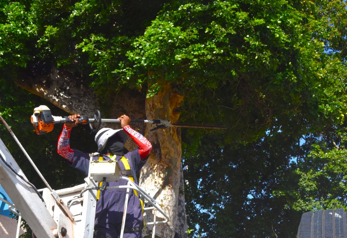 A National Solid Waste Management Authority (NSWMA) team member trims a tree on the grounds of the Kingston Public Hospital (KPH) as part of the Labour Day activities at the downtown Kingston facility on May 25.