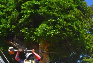 A National Solid Waste Management Authority (NSWMA) team member trims a tree on the grounds of the Kingston Public Hospital (KPH) as part of the Labour Day activities at the downtown Kingston facility on May 25.