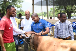 Minister of Agriculture, Fisheries and Mining, Hon. Floyd Green (second right), with one of the pregnant heifers that will be distributed to local dairy farmers under the Heifer Redistribution Programme. At right is Member of Parliament for St. Thomas Western, James Robertson. Occasion was the launch of the programme on July 15 at Serge Island Dairies in St. Thomas.
